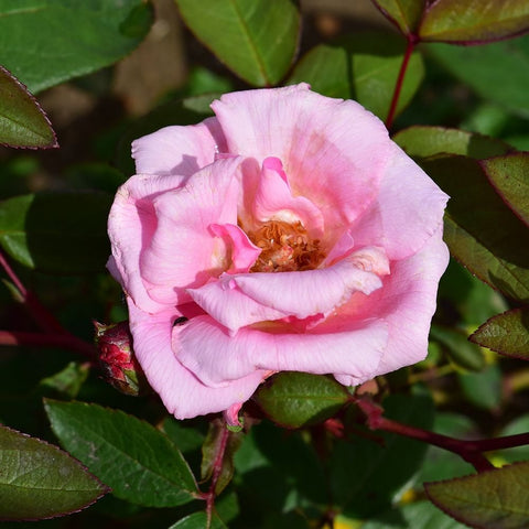 Light pink rose flower with layered petals, yellow center, and surrounding green leaves