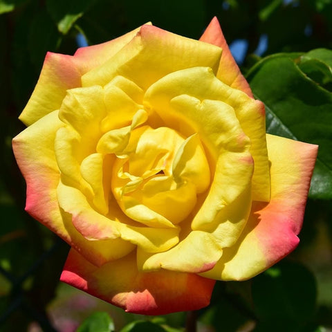 Single yellow rose bloom with soft pink edges and ruffled petals