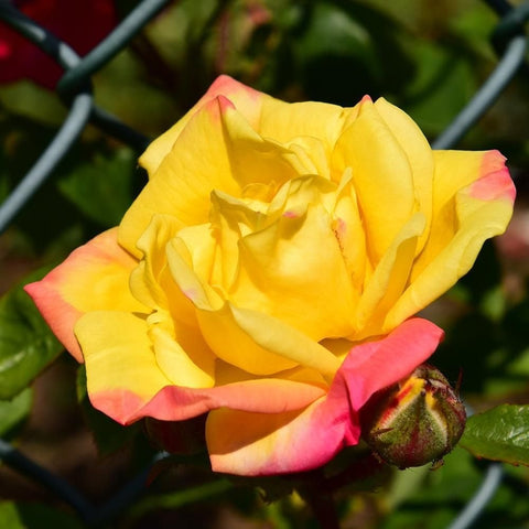 Yellow rose with pink-blushed outer petals and a green bud