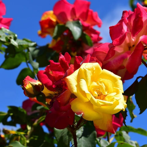 Yellow rose with red-pink blooms among green leaves against blue sky