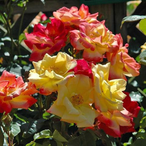 Climbing rose blossoms in yellow, pink, and red with green leaves