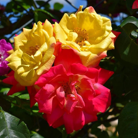Climbing rose flowers with bright yellow blooms, red blooms, and green leaves