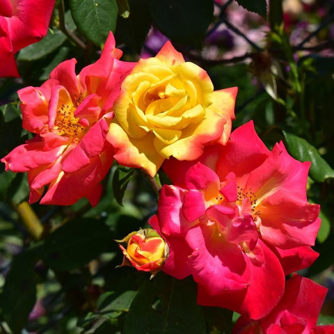 Climbing rose bouquet with yellow center blooms, red petals, and green foliage
