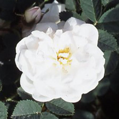 Manning's Blush rose bloom with layered white petals and yellow center on green leaves