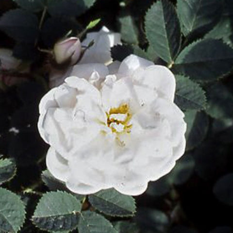 Manning's Blush rose plant with two white double blossoms, yellow centers, and green foliage