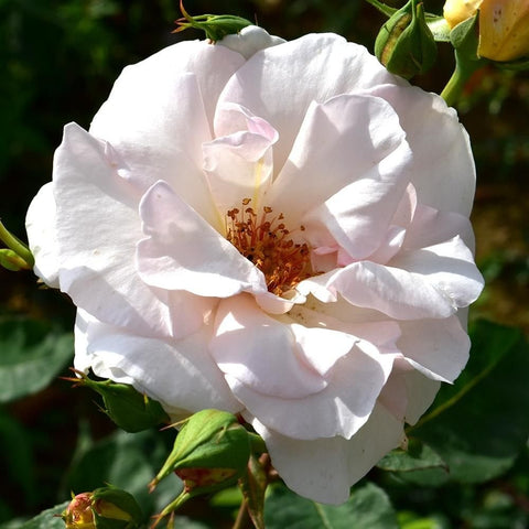 White rose bloom with layered petals and green buds on stems