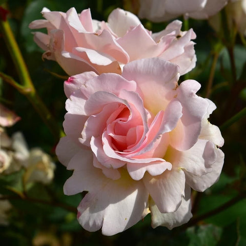 Pink and white rose bloom with ruffled petals and green buds