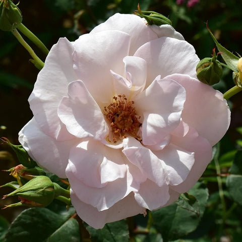 White rose flower with layered petals and visible center stamens