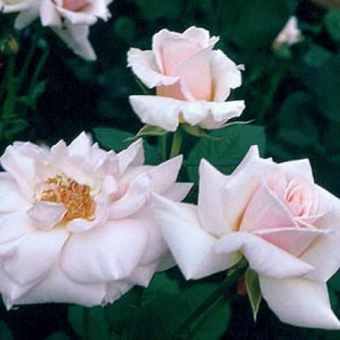 Cluster of pale pink and white rose flowers on green stems