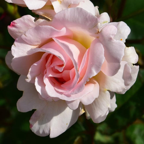 Light pink rose bloom with darker pink spiral center and green buds