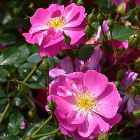 Magic Carpet rose plant with bright pink five-petal flowers and green leaf buds
