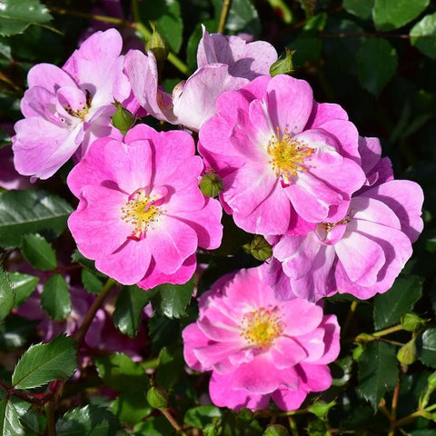 Pink rose blossoms cluster with yellow centers and green buds on stems and leaves