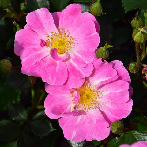 Pink rose flowers with visible yellow centers and surrounding green buds and leaves
