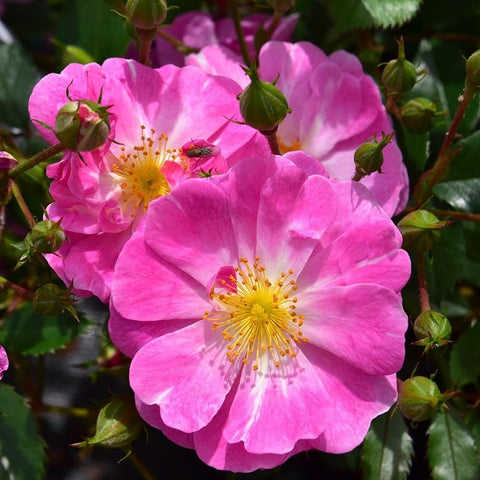 Pink rose blooms with yellow centers, plus green leaf buds along the stems