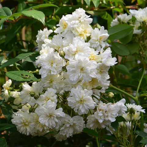 White double rose blooms with pale yellow centers and green leaves