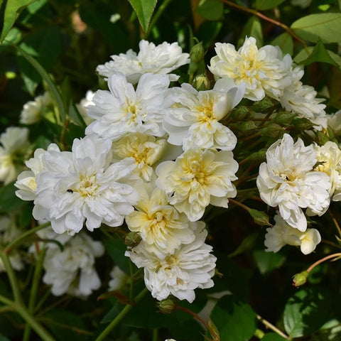 Close-up of white rose blossoms with pale yellow centers on green stems