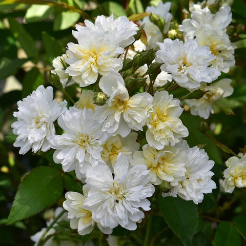 White rose flower cluster with layered petals and green leaves