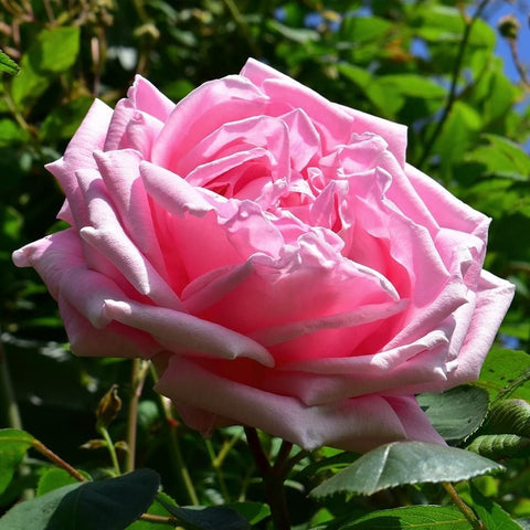 Pink rose bloom on green leaves, side view