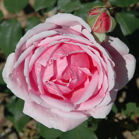 Close-up pink rose with tightly layered petals and a nearby bud