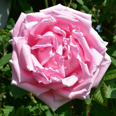 Pink rose bloom with ruffled petals on green foliage