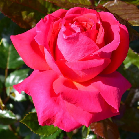 Bright pink rose flower with layered petals and surrounding green foliage.