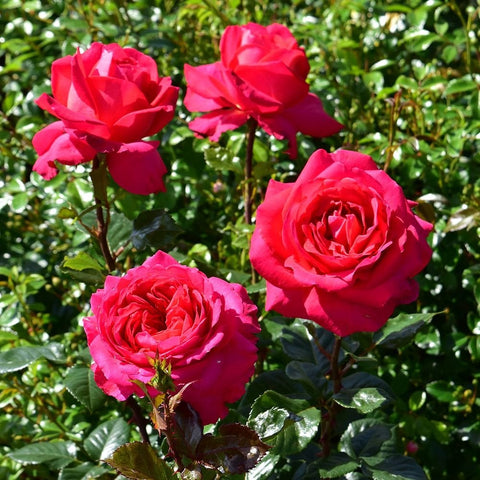 Cluster of five pink rose blooms with green leaves and rose stems.