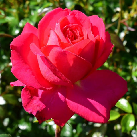 Close-up pink rose bloom with tightly layered petals and green leaf edges.
