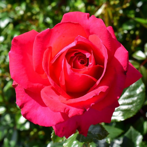 Single pink rose bloom with curled inner petals and nearby green leaves.