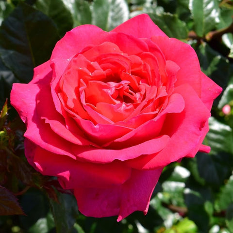 Pink rose bloom with layered petals and green leaves on a live plant.