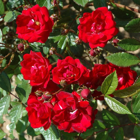 Red rose blooms on leafy stems, with small buds among green foliage