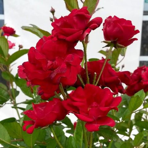 Cluster of red double rose flowers with green leaves and flower buds