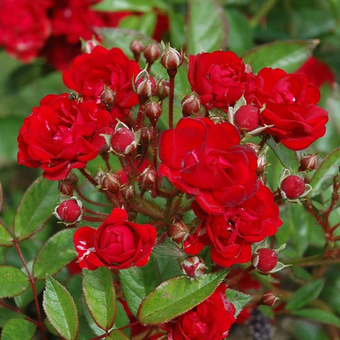 Red rose blossoms and unopened buds on green leafy branches