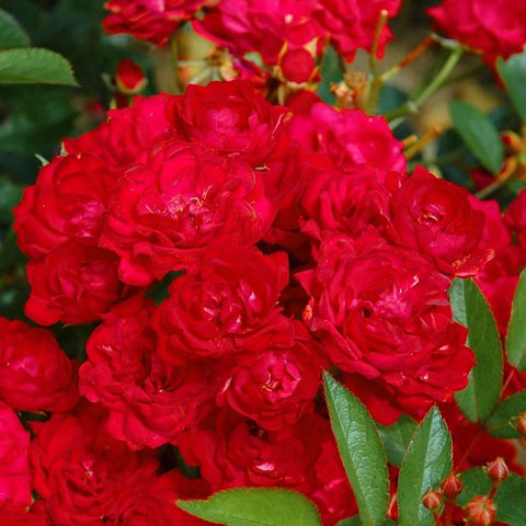Close-up of dense red double roses with green leaves around the blooms