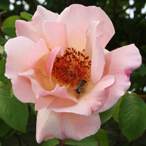 Pink rose flower with ruffled petals and orange center, on green leaves