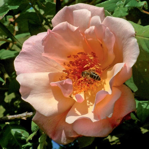 Light pink rose bloom with orange-yellow center and bee on petals, green foliage