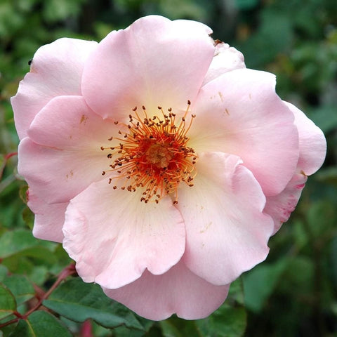 Pale pink rose flower with ruffled petals and orange stamen center, green leaves