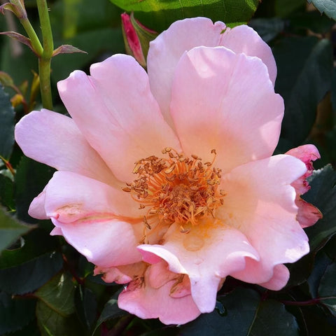 Soft pink rose bloom with layered petals and orange center, surrounded by leaves