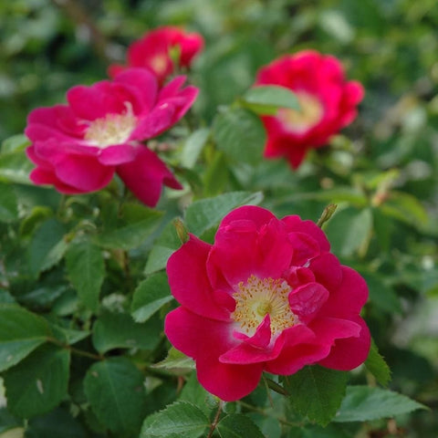 Pink rose blossoms with pale yellow center on green leaves