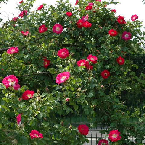 Pink rose shrub with many blooms and green leaves
