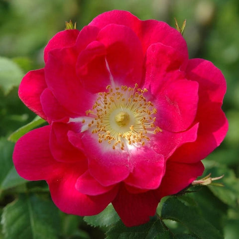 Close-up pink rose flower with pale center and yellow stamen