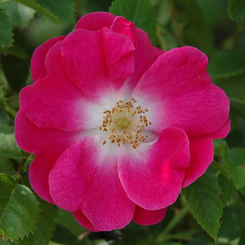 Single pink rose bloom with pale center and green foliage