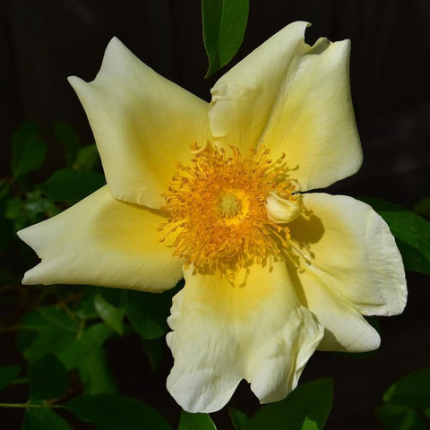 White rose flower with pale yellow petals and bright golden stamen center