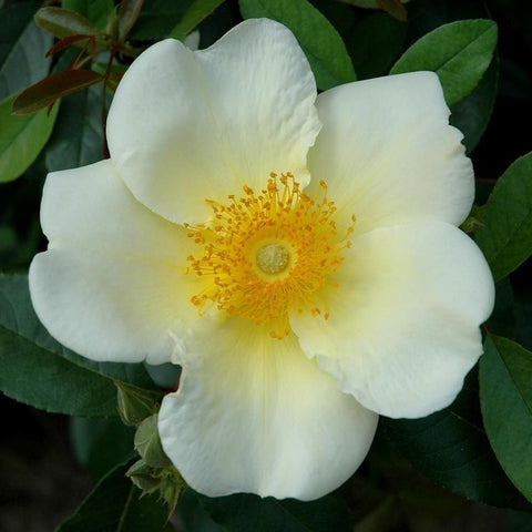 White rose flower with pale yellow glow and golden stamen center on green leaves