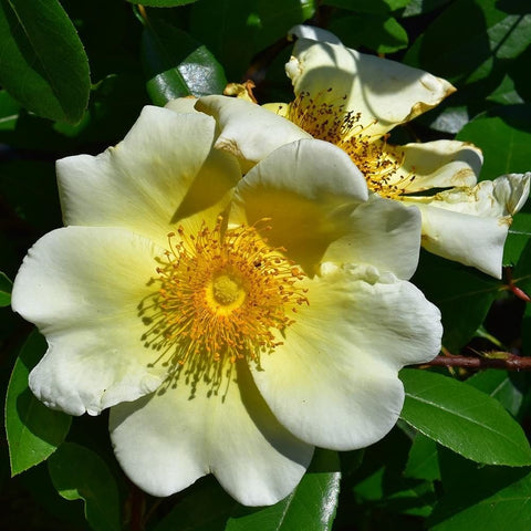 White rose cluster with pale yellow centers and golden stamen on green foliage
