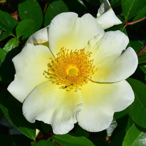 White rose flower with pale yellow petals and golden stamen center