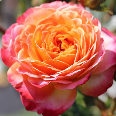 Two-tone pink and orange rose bloom with layered petals