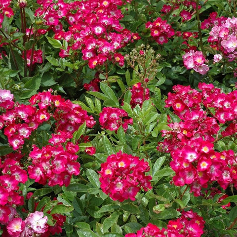 Marjorie Fair rose plant with dense pink-and-white speckled flower clusters