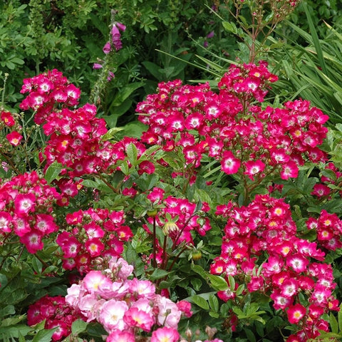 Marjorie Fair rose plant in bloom with bright pink flowers and green foliage