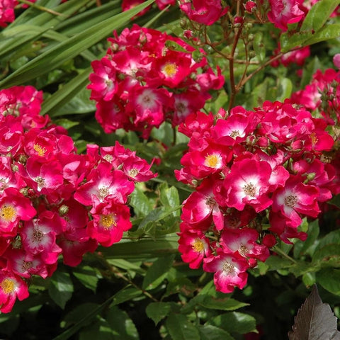 Marjorie Fair rose plant close-up of vivid pink blossoms with yellow-centered stamens