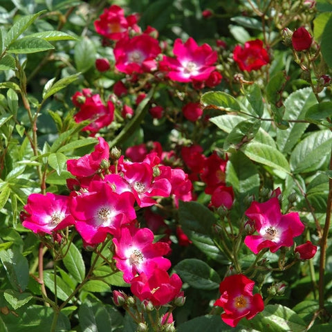 Marjorie Fair rose plant flowering stems with bright pink blooms and green leaves